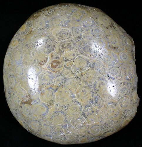 Thick Polished Fossil Coral Head - Morocco #22346